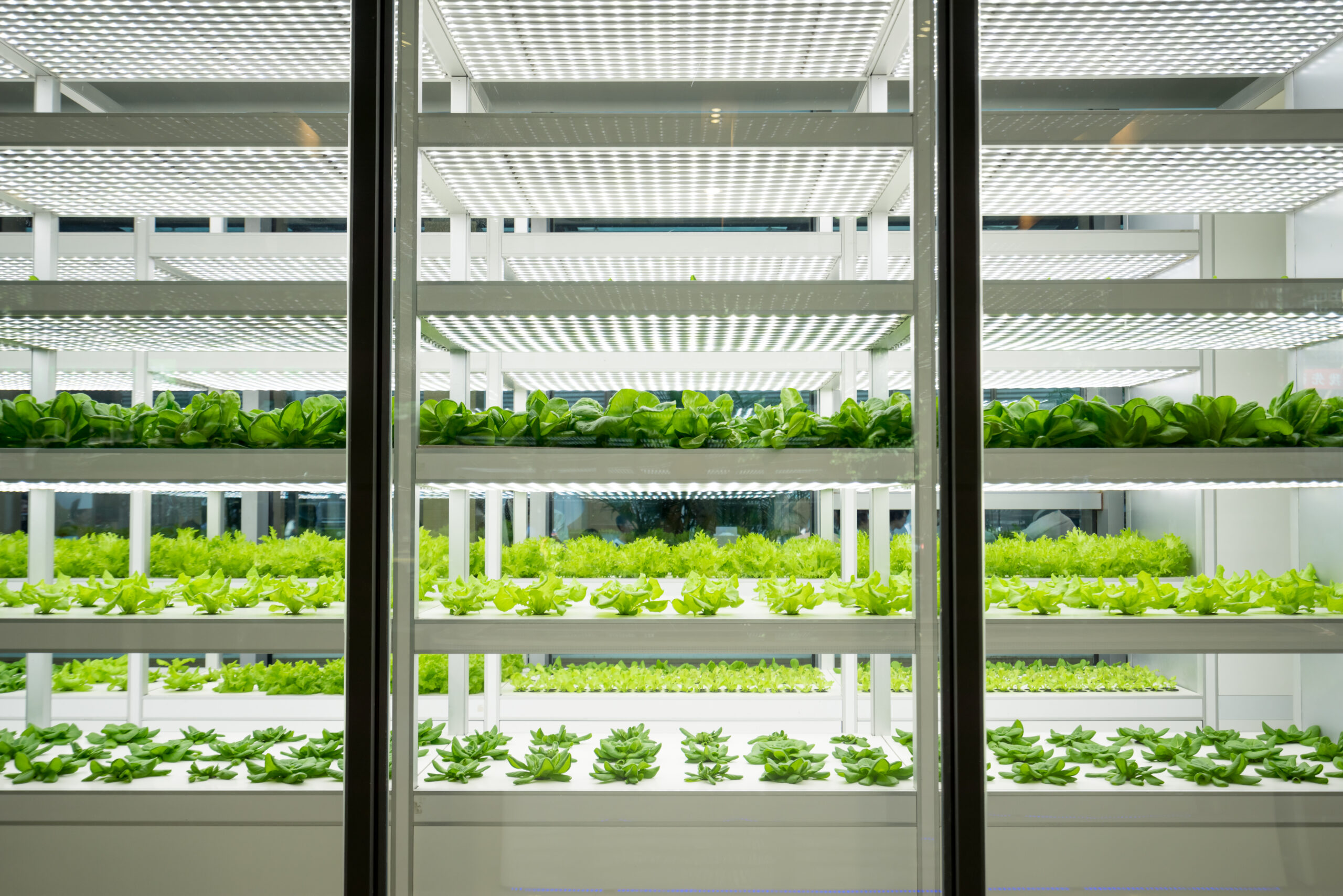 vegetable farm